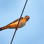 Why do humans get electrocuted on power lines why don't birds sitting on live wire get electric shock class 10 Can humans sit on power lines why don't birds get electrocuted on power lines reddit How do squirrels walk on power lines without getting electrocuted, Why do birds sit on power lines, Why do birds sit on power lines before storms, Why do birds gather on power lines at dusk
