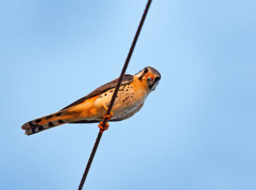 Why do humans get electrocuted on power lines why don't birds sitting on live wire get electric shock class 10 Can humans sit on power lines why don't birds get electrocuted on power lines reddit How do squirrels walk on power lines without getting electrocuted, Why do birds sit on power lines, Why do birds sit on power lines before storms, Why do birds gather on power lines at dusk